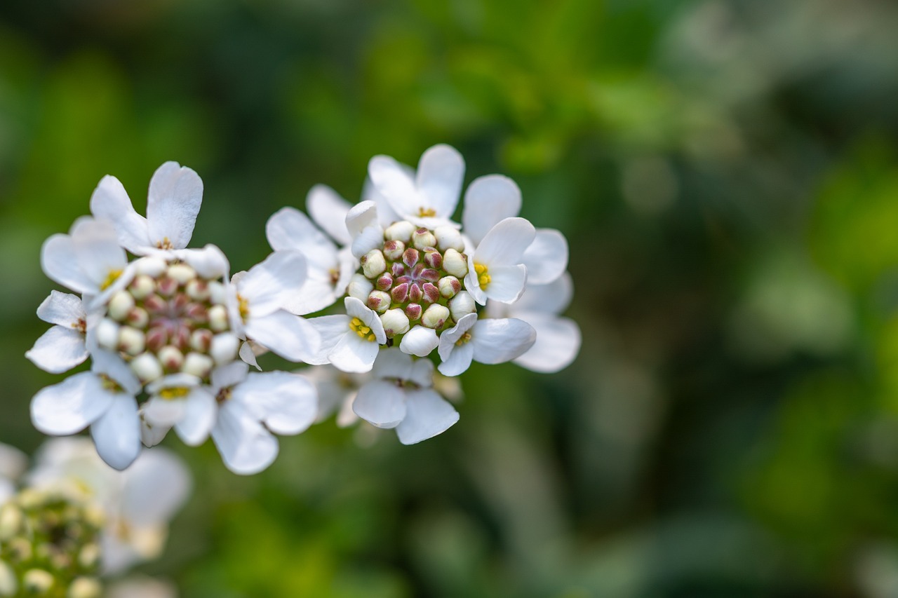Best Ground Cover Plants for a Weed-Free Garden